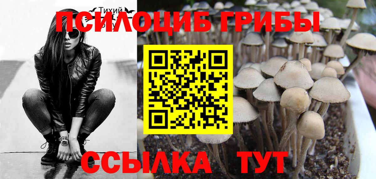 Псилоцибиновые грибы мицелий Чайковский