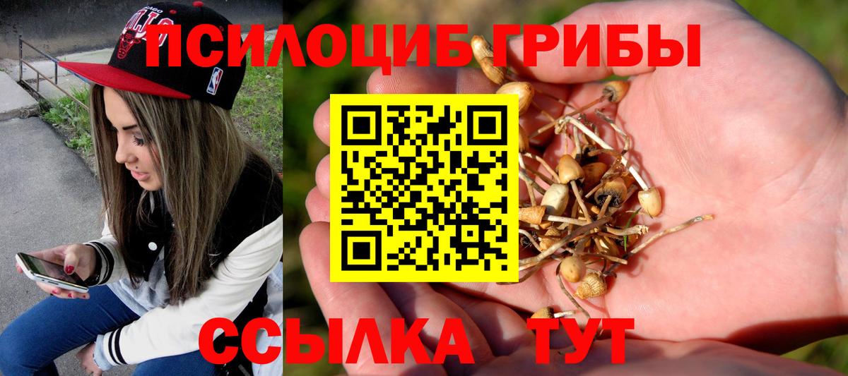 где купить наркотик  Чайковский  Псилоцибиновые грибы Psilocybe 